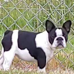 French Bulldogs from Tammie White's French Bulldogs