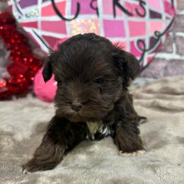 Ernest (Ernie) - Liver male Miniature Schnauzer puppy in Lufkin, Texas from C&K’s Schnauzer House
