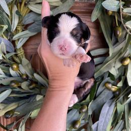 Girl 1 - Tri-color female Bernedoodle puppy in Superior, Arizona from Mountain Bridge Doodles