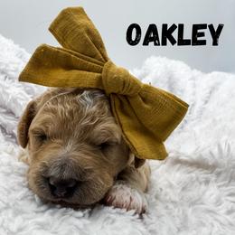Oakley - Apricot female Goldendoodle puppy in Eagle Mountian, Utah from The Puppy Family
