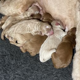 Goldendoodle Puppies from Kingwood Goldendoodles