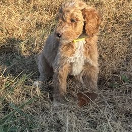 Yellow Collar Standard Poodle - Red  female Poodle puppy in Murrayville, Georgia from Spoiled Rotten Kennels