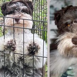Olivia - Miniature Schnauzer