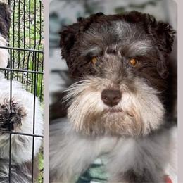 Olivia - Miniature Schnauzer