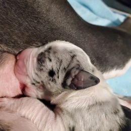 Great Dane Puppies from Dog in Mind Danes