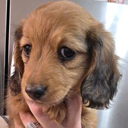 Brown girl - Chocolate and cream female Dachshund puppy in Otto, North Carolina from Windy Ridge Dachshunds