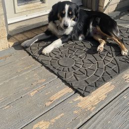 Aspen - Australian Shepherd