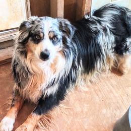Dijon - Miniature Australian Shepherd