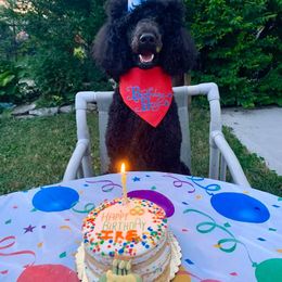 Poodle All Grown Up from Illini Spirit Standard Poodles