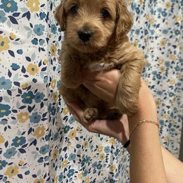 Green-Mini - Red  male Goldendoodle puppy in Millville, New Jersey from Michelle's Doodles
