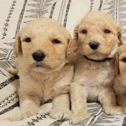 Poodle Puppies from S&L Missouri Standard Poodles LLC