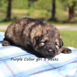2nd Pick female - Sable female German Shepherd puppy in Elkmont, Alabama from Oakmont Shepherds