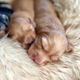 Levi - Red male Dachshund puppy in California from Ranch Hand Weenies