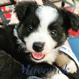 Miniature Australian Shepherd Puppies from SO Aussies