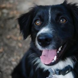 Ditto - Miniature Australian Shepherd
