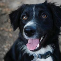 Ditto - Miniature Australian Shepherd
