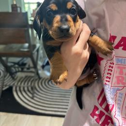 Chloe - Black and tan female Dachshund puppy in Tomball, Texas from Gutierrez House of Doxies