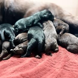 Scout - Chocolate male Labrador Retriever puppy in Sweet Home, Oregon from Knotty Creek Labradors