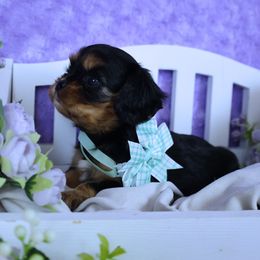 2nd Pick Female - Black and tan female Cavalier King Charles Spaniel puppy in Pasadena, Maryland from Promise Land