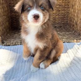 Rio - Red tri-color male Australian Shepherd puppy in Unionville, Iowa from Soap Creek Kennels