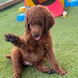 Colada - Red  female Poodle puppy in Mount Vernon, Illinois from AMC Poodles
