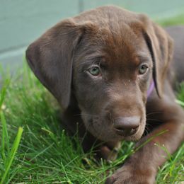 Labrador Retriever Puppies from Post Family Retrievers