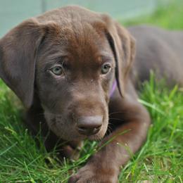 Labrador Retriever Puppies from Post Family Retrievers