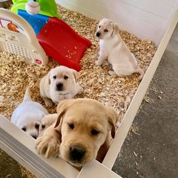 Labrador Retriever Puppies from Fairfax Pines English Labradors