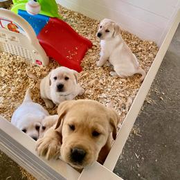 Labrador Retriever Puppies from Fairfax Pines English Labradors