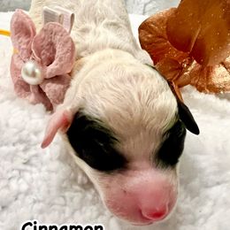 CINNAMON - Black and white female Bernedoodle puppy in Houston, Texas from Pia’s Doodle Poodle Wag