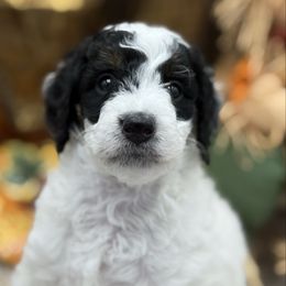 Lilith - Tri-color female Bernedoodle puppy in Valrico, Florida from Shadow Kennels