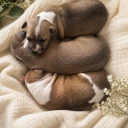 Italian Greyhound Puppies from The Noodle Nest