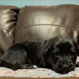 Girl 1 - Black and silver female Shiloh Shepherd puppy in Jackson Township, New Jersey from Divine Shilohs