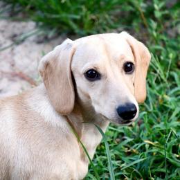 Flynn - Cream male Dachshund puppy in Homosassa, Florida from SAN’S Dachshunds