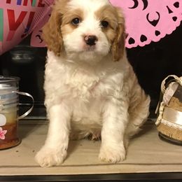 Cavalier King Charles Spaniel, Cavapoo, Maltipoo, and Poodle Puppies from Lainy's Puppies