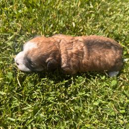 Girl 2 - Liver and white female Shihpoo puppy in Junction, Utah from Sugar Doodles