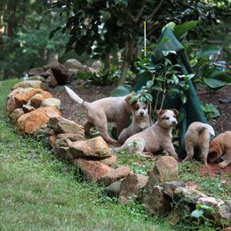 Australian Cattle Dog Puppies from Hollow Log ACDs