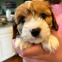Alfred F1 - Blenheim male Cavapoo puppy in Garland, Kansas from 3W Ranch