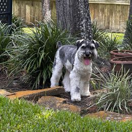 Banjo - Parti male Miniature Schnauzer puppy in Robstown, Texas from Alves Miniature Schnauzers