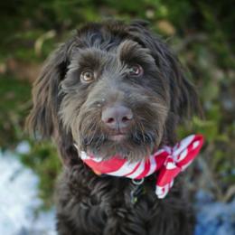 Australian Labradoodle Puppies from Red Rock Doodles