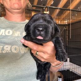 Blue - Black male Labrador Retriever puppy in Newton Grove, North Carolina from Wayalife Labradors & Gsp’s