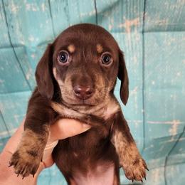 Tim - Chocolate and cream male Dachshund puppy in Anaconda, Montana from Williams Family Dachshunds