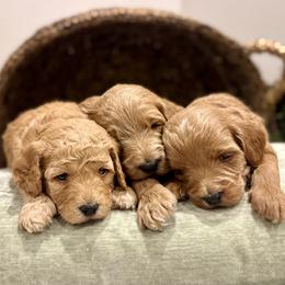 Goldendoodle puppies from Thompson Family Puppies