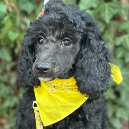 Izzy - Female - Moyen - AKC Poodle - Black Poodle puppy in Caldwell, Idaho from Funny Farm Poodles & Doodles