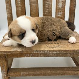 Eleanor - Sable and white female American Corgi puppy in Casper, Wyoming from Flying Note Shorties