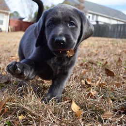 Dilute Retriever Puppies from Wicked Pines Retrievers