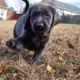 Dilute Retriever Puppies from Wicked Pines Retrievers