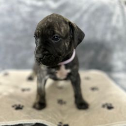 Purple female - Tiger female Perro de Presa Canario puppy in Holland, Ohio from Lykaios Kennels