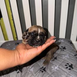 Purple female - Fawn female Cane Corso puppy in Saluda, South Carolina from Brooks Imperial Corso