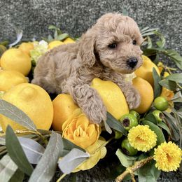 Yoshi- AKC - Cream male Poodle puppy in Stokesdale, North Carolina from His and Hers Poodles and Doodles